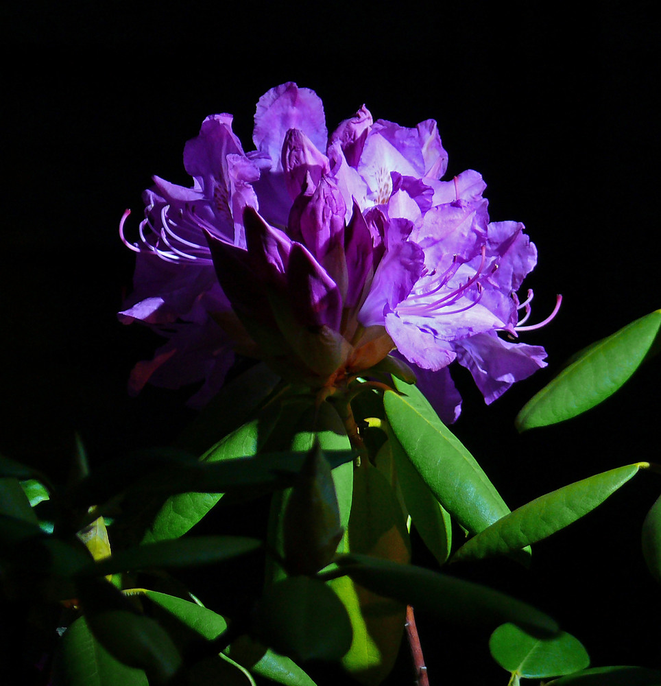 Rhododendronblüte