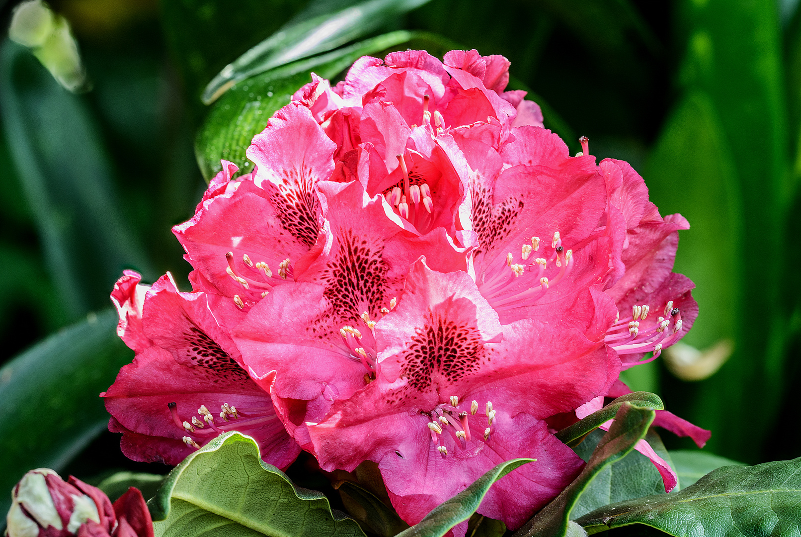 Rhododendronblüte