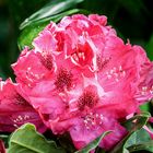 Rhododendronblüte