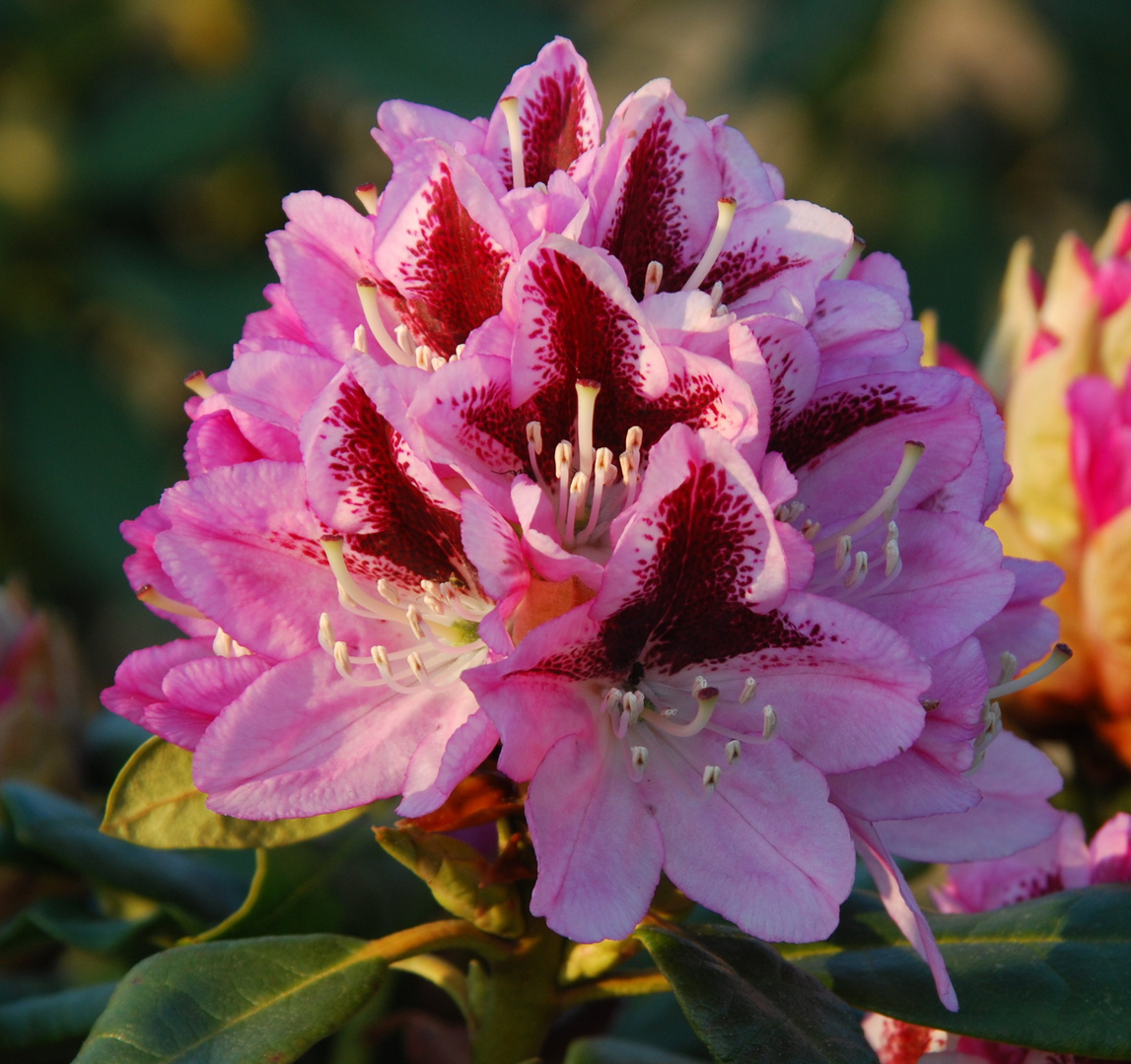 Rhododendronblüte