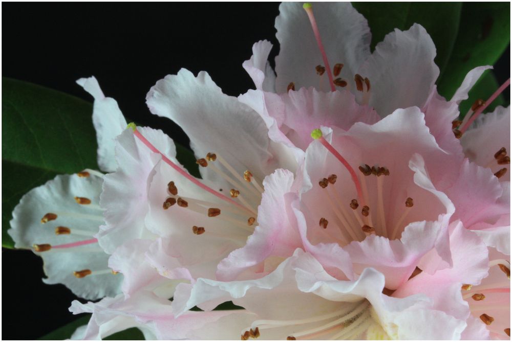 Rhododendronblüte