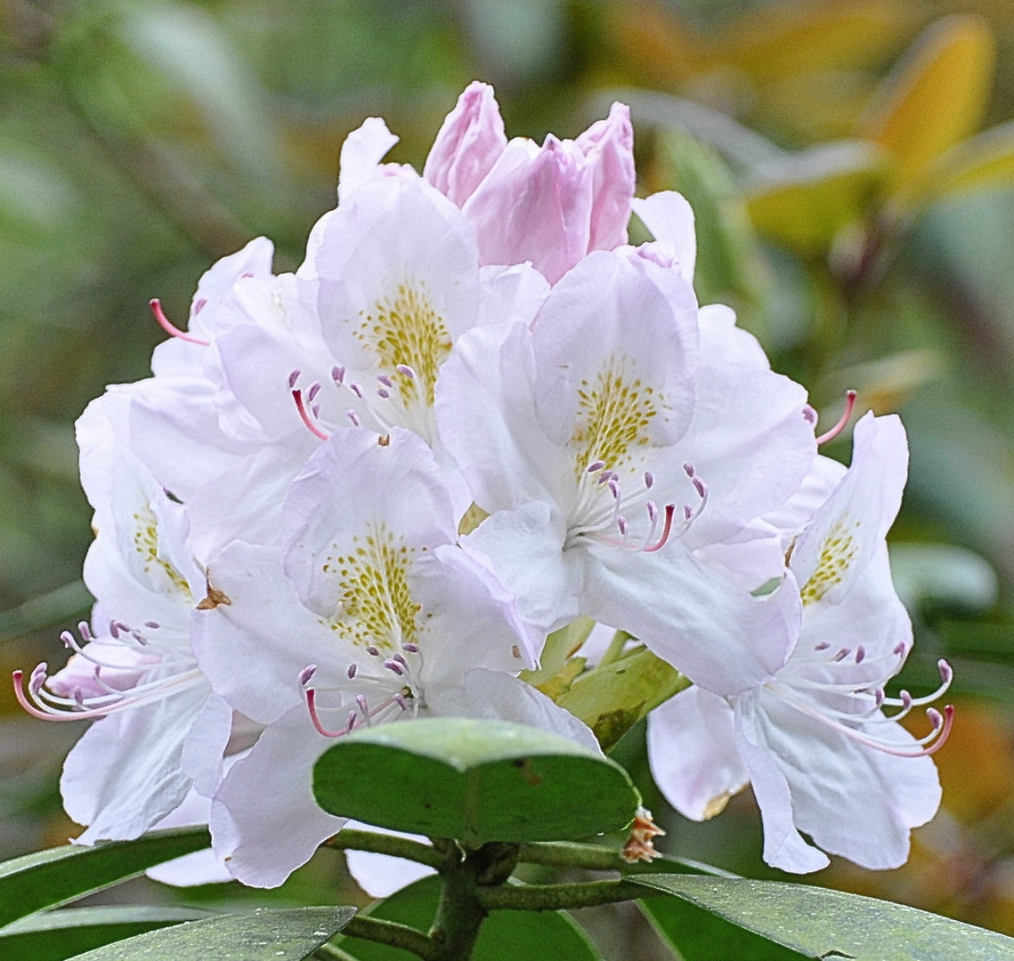 Rhododendronblüte