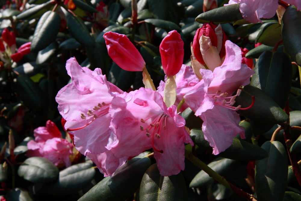 Rhododendronblüte