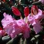 Rhododendronblüte