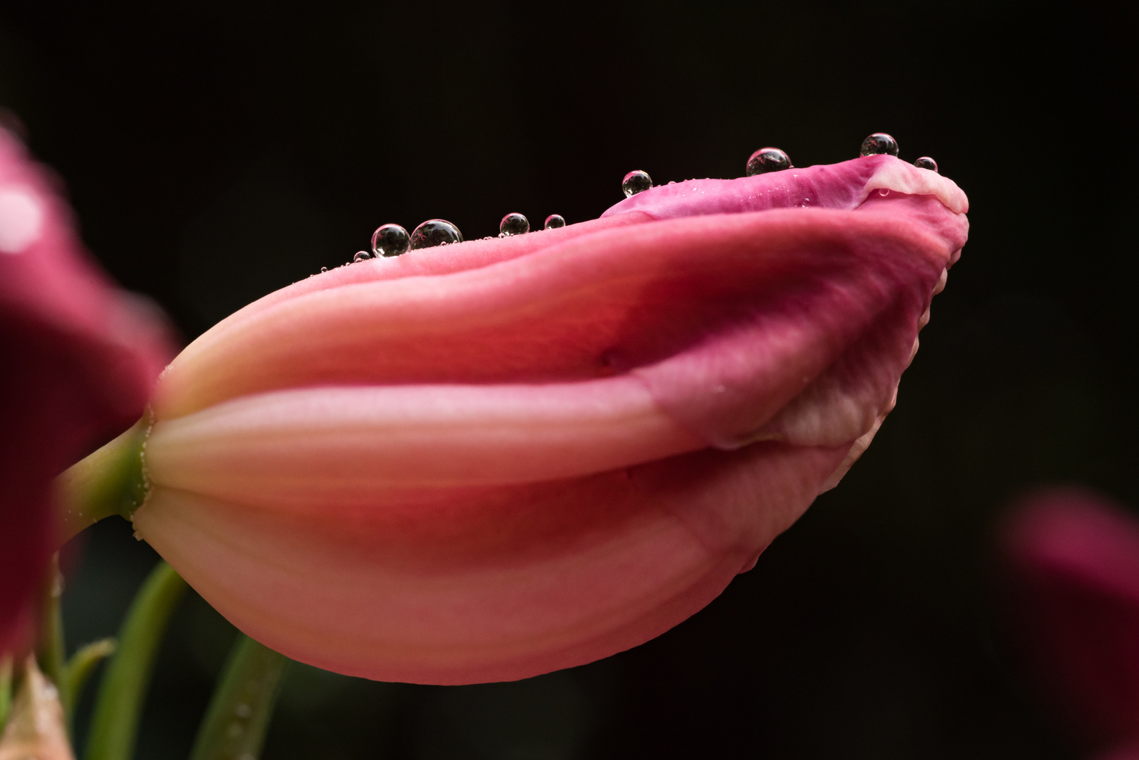 Rhododendronblüte