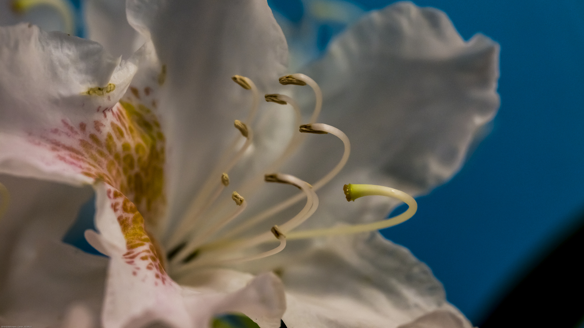 Rhododendronblüte (Color)