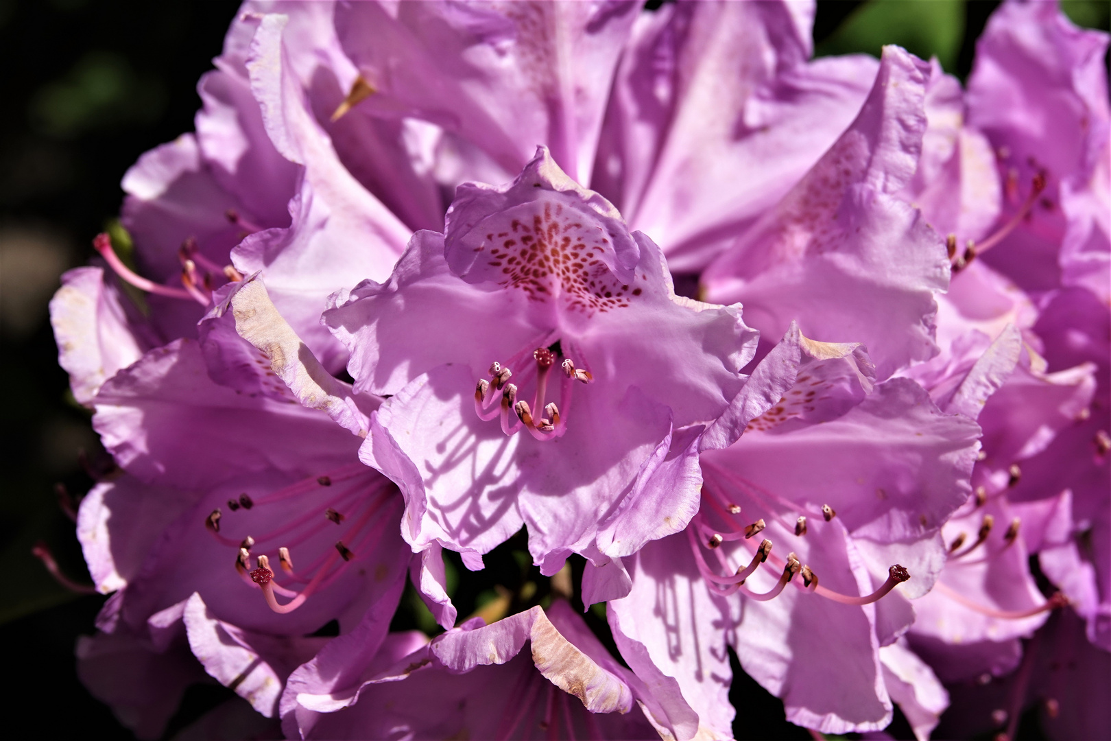 Rhododendronblüte