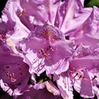 Rhododendronblüte