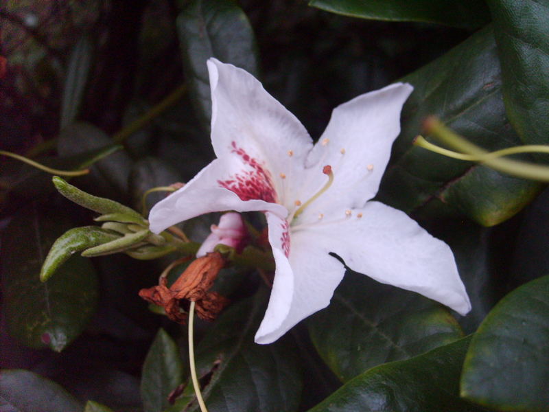 Rhododendronblüte