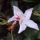 Rhododendronblüte