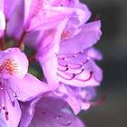 Rhododendronblüte 