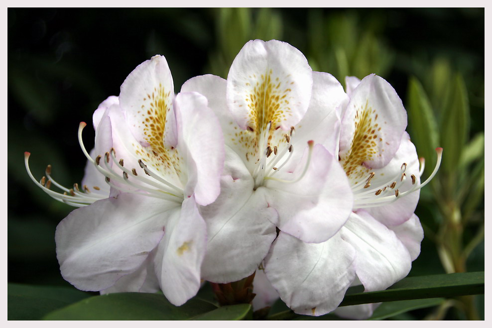 Rhododendronblüte