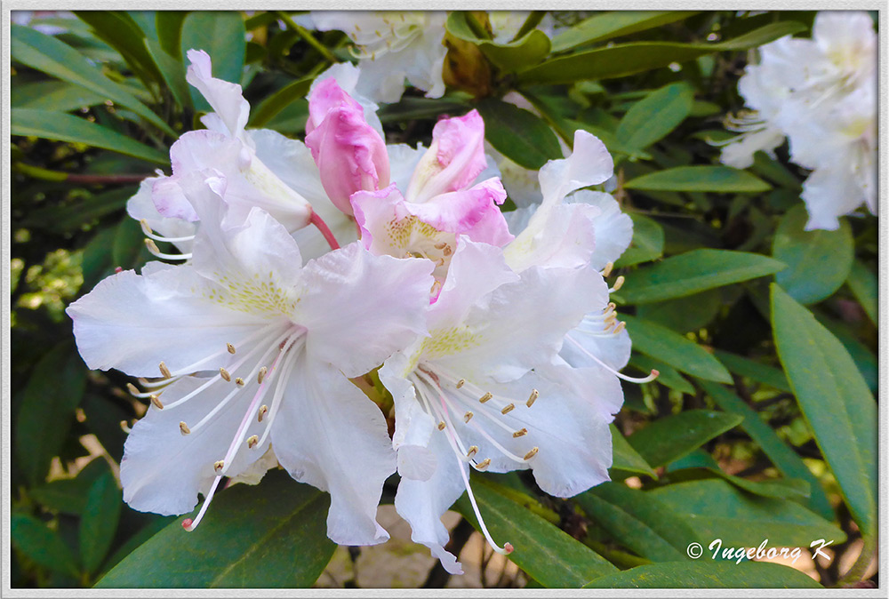 Rhododendronblüte