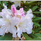 Rhododendronblüte