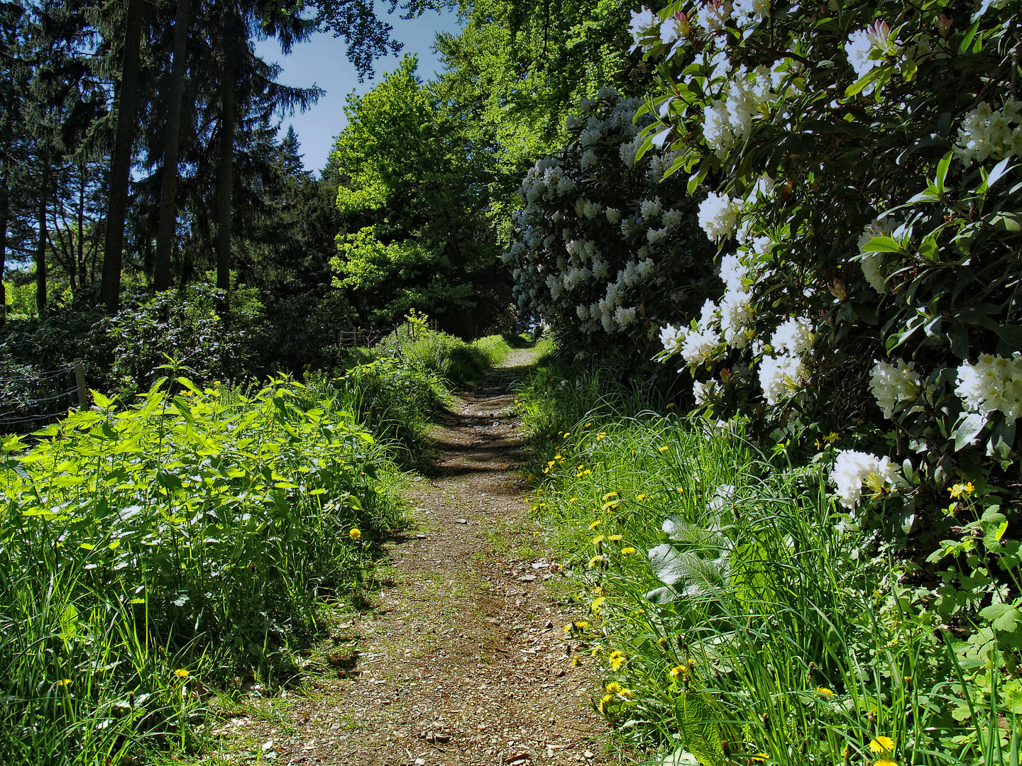 rhododendronblüte