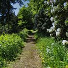 rhododendronblüte