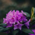 Rhododendronblüte