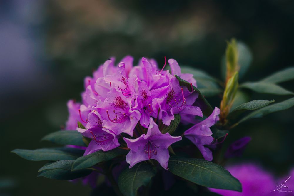 Rhododendronblüte