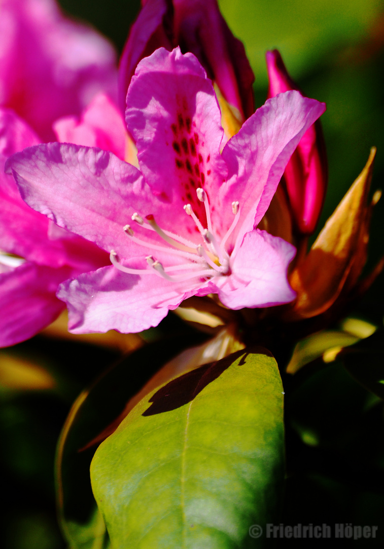 Rhododendronblüte