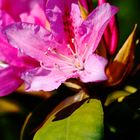 Rhododendronblüte