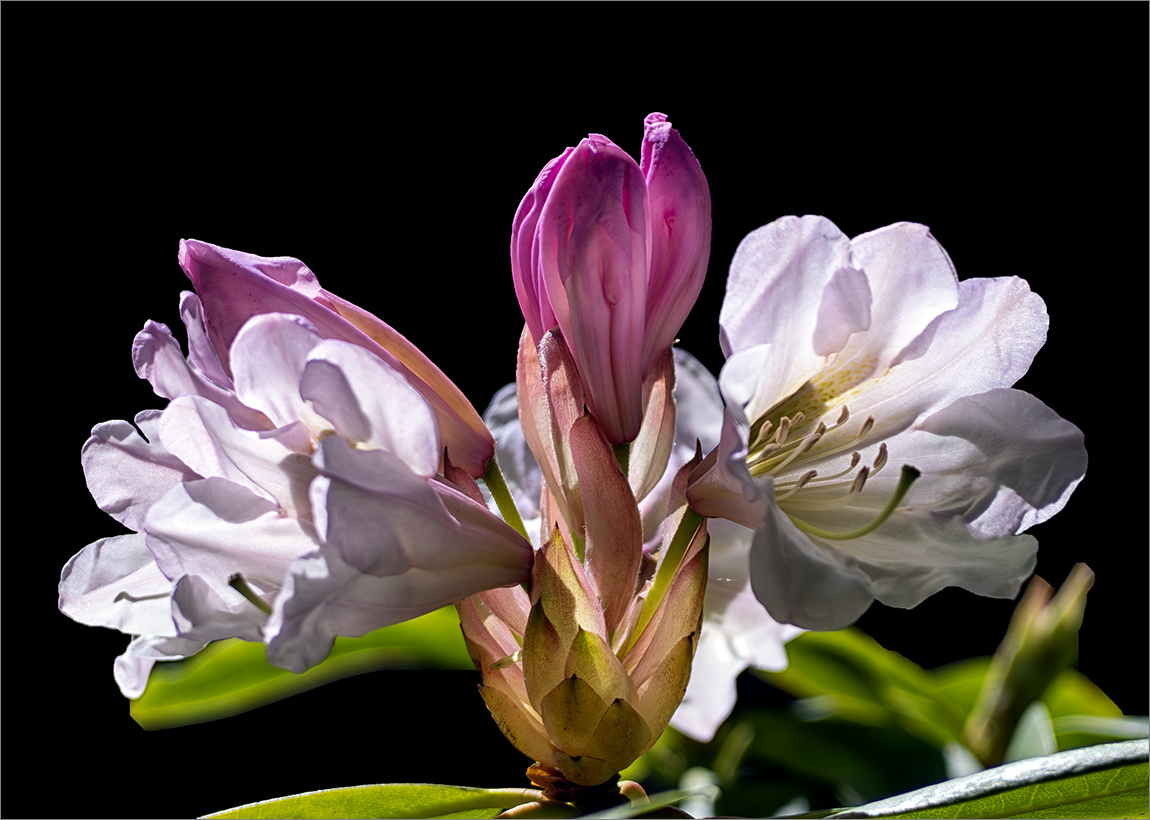 Rhododendronblüte