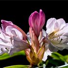 Rhododendronblüte