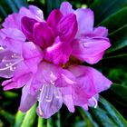 Rhododendronblüte