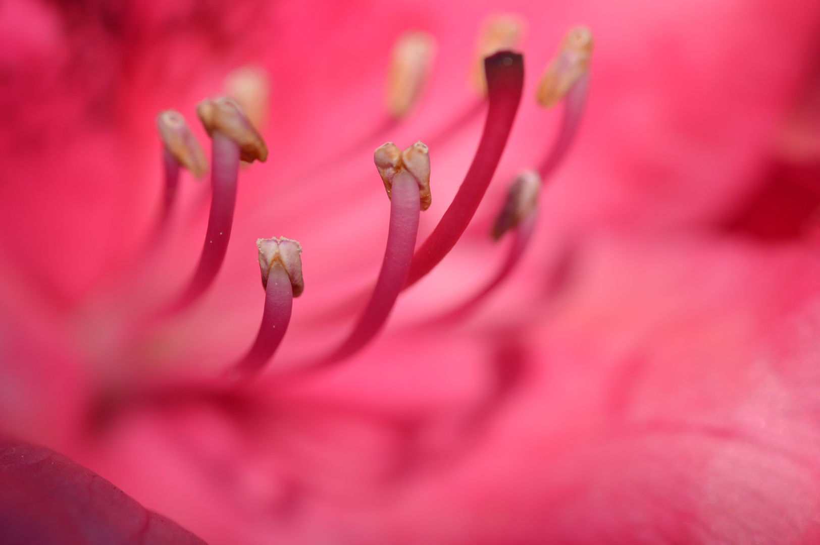 Rhododendronblüte