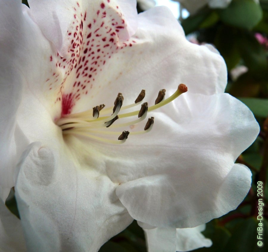 Rhododendronblüte