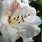 Rhododendronblüte