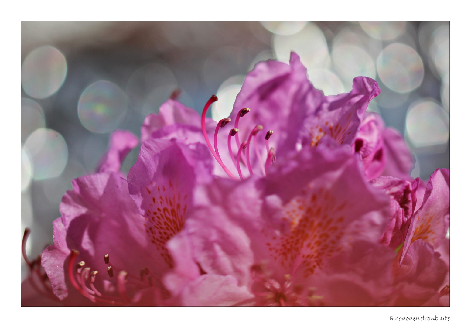 Rhododendronblüte