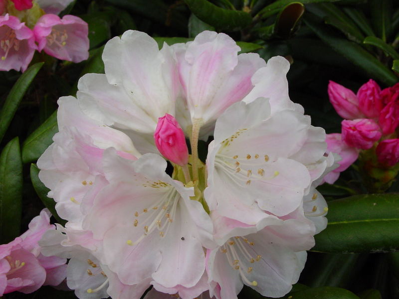 Rhododendronblüte