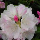 Rhododendronblüte