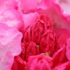 Rhododendronblüte