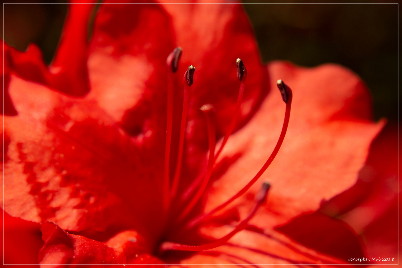 Rhododendronblüte