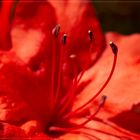 Rhododendronblüte