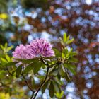 Rhododendronblüte