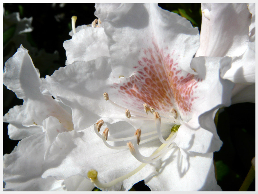 Rhododendronblüte