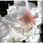 Rhododendronblüte