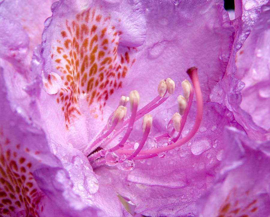 Rhododendronblüte