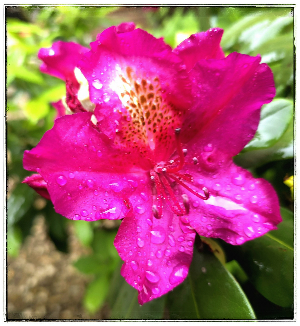 Rhododendronblüte ....