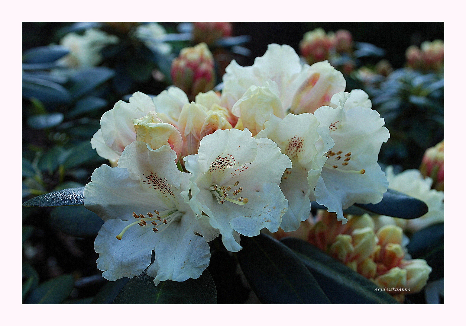 rhododendronblüte