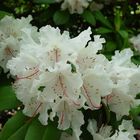 Rhododendronblüte