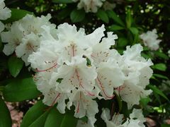 Rhododendronblüte