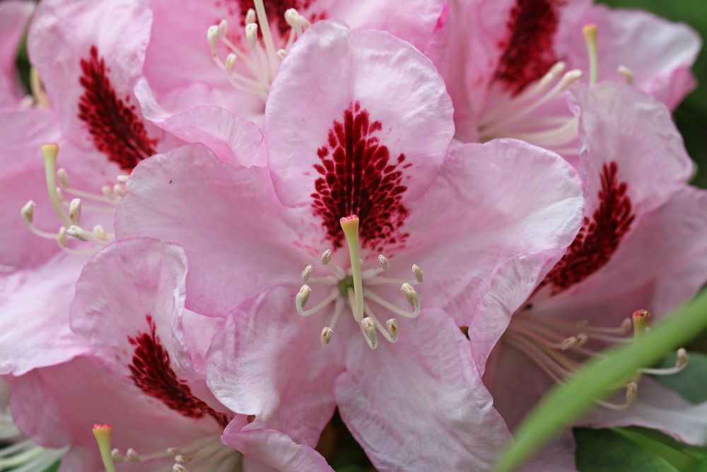 Rhododendronblüte