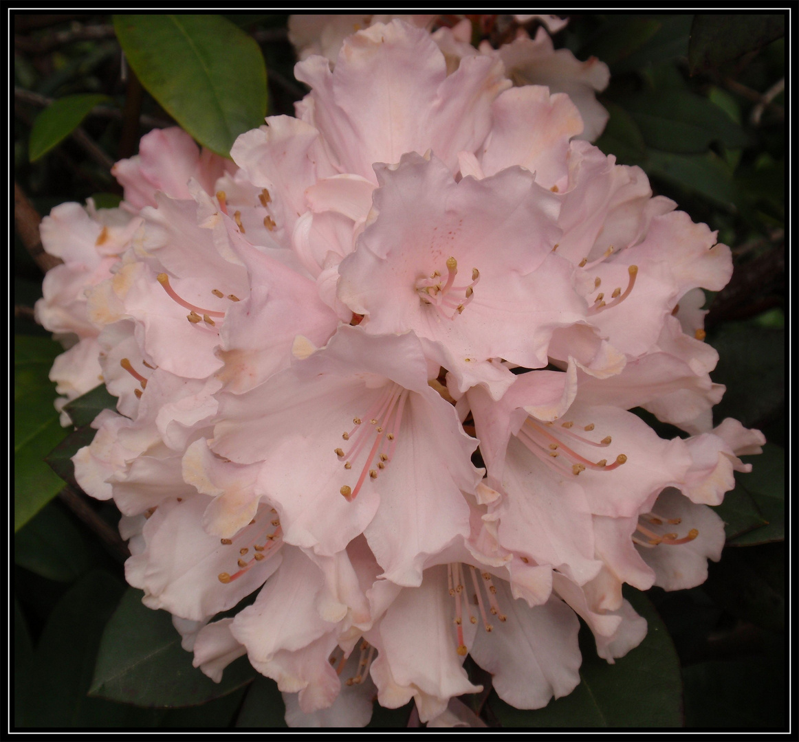 Rhododendronblüte ein Fest der Farben Foto & Bild pflanzen, pilze