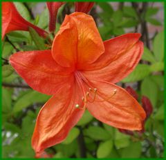 Rhododendronblüte - ein Fest der Farben