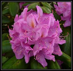 Rhododendronblüte - ein Fest der Farben