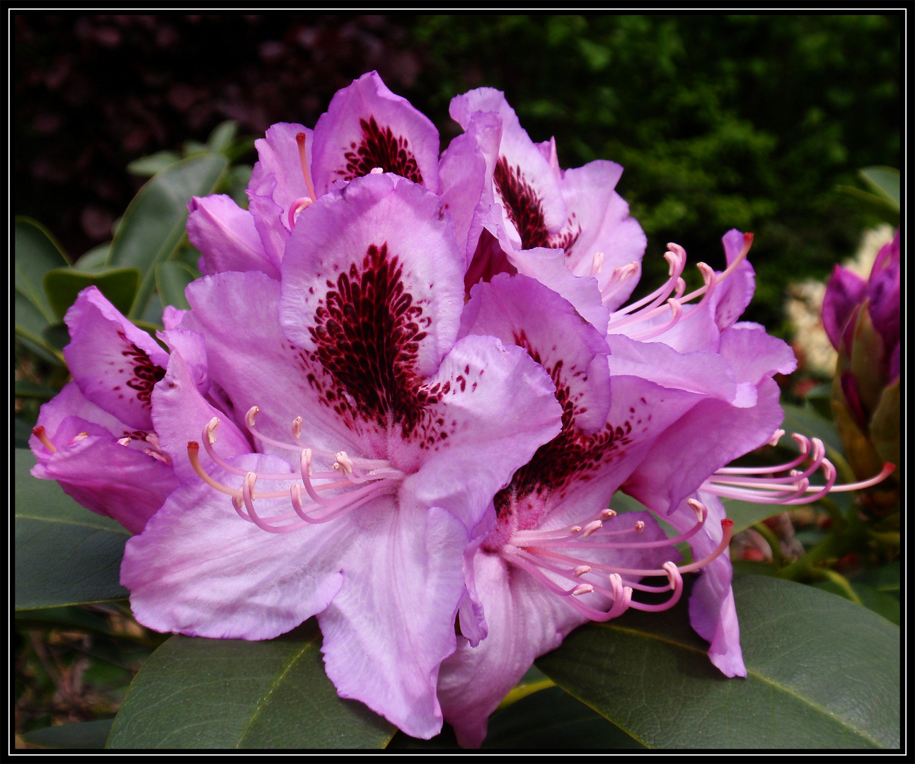 Rhododendronblüte - ein Fest der Farben