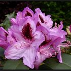 Rhododendronblüte - ein Fest der Farben